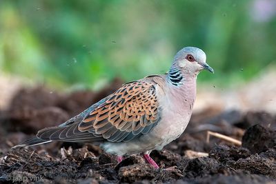 European Turtle Dove - Zomertortel - Streptopelia turtur