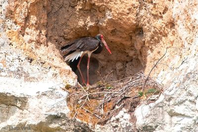 Black Stork - Zwarte Ooievaar - Ciconia nigra