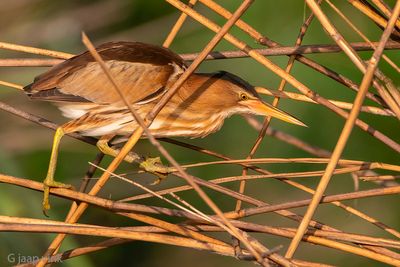 Little Bittern - Woudaap - Ixobrychus minutus