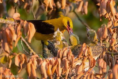 Eurasian Golden Oriole - Wielewaal - Oriolus oriolus