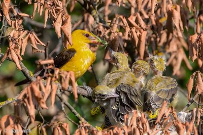 Eurasian Golden Oriole - Wielewaal - Oriolus oriolus