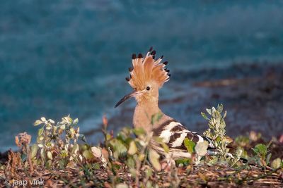 Eurasian Hoopoe - Hop - Upupa epops