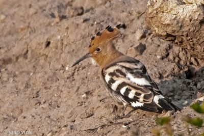 Eurasian Hoopoe - Hop - Upupa epops