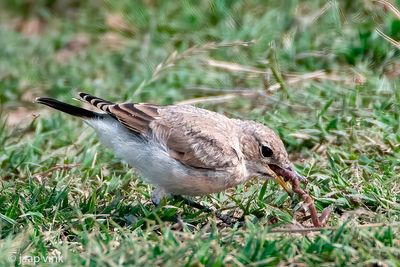 Isabelline Wheatear - Izabeltapuit - Oenanthe isabellina