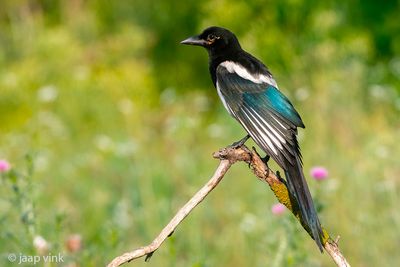 Eurasian Magpie - Ekster - Pica pica