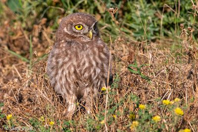 Little Owl -  Steenuil - Athene noctua