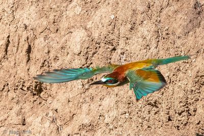 European Bee-eater - Bijeneter - Merops apiaster