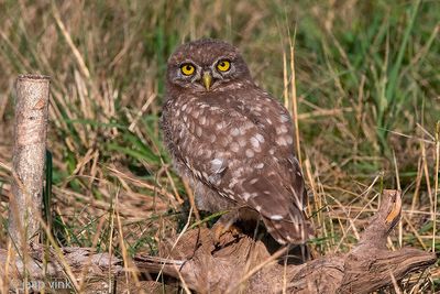 Little Owl -  Steenuil - Athene noctua