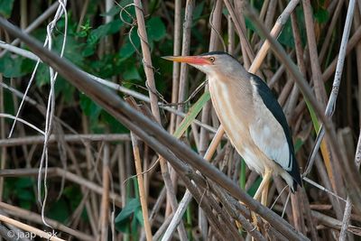 Little Bittern - Woudaap - Ixobrychus minutus