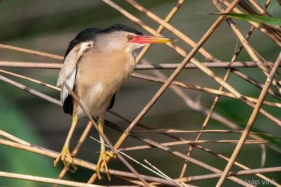 Little Bittern - Woudaap - Ixobrychus minutus