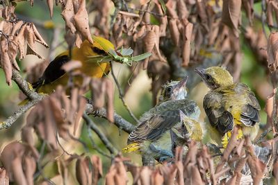 Eurasian Golden Oriole - Wielewaal - Oriolus oriolus