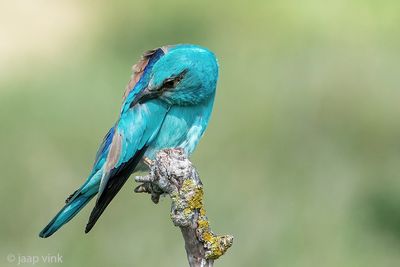 European Roller - Scharrelaar - Coracias garrulus