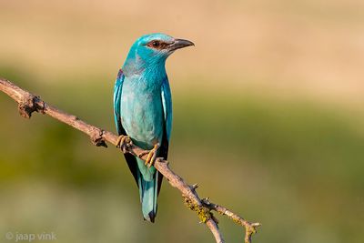 European Roller - Scharrelaar - Coracias garrulus