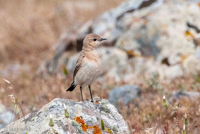 Isabelline Wheatear - Izabeltapuit - Oenanthe isabellina