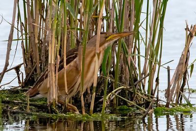 Little Bittern - Woudaap - Ixobrychus minutus