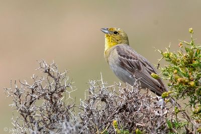 Cinereous Bunting - Smyrnagors - Emberiza cineracea