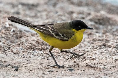 Black-headed (yellow) wagtail - Balkan Gele Kwikstaart - Motacilla (flava) feldegg