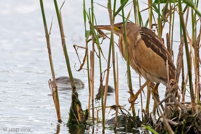 Little Bittern - Woudaap - Ixobrychus minutus