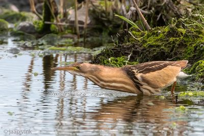 Little Bittern - Woudaap - Ixobrychus minutus