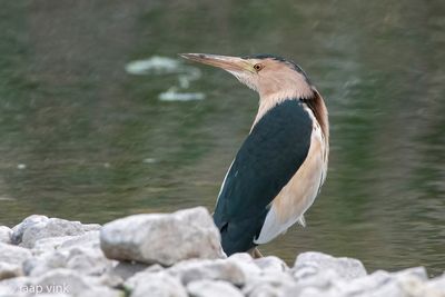 Little Bittern - Woudaap - Ixobrychus minutus