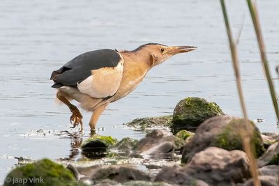 Little Bittern - Woudaap - Ixobrychus minutus