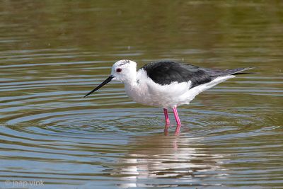 Black-winged Stilt - Steltkluut - Himantopus himantopus