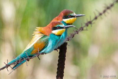European Bee-eater - Bijeneter - Merops apiaster