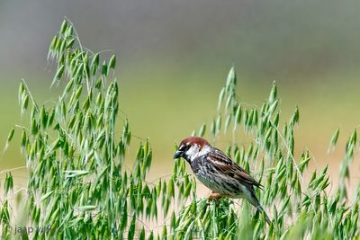 Spanish Sparrow - Spaanse Mus - Passer hispaniolensis