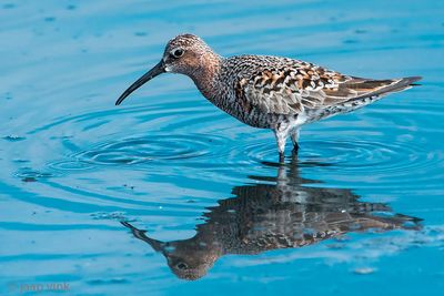 Curlew Sandpiper - Krombekstrandloper - Calidris ferruginea