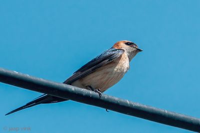 Red-rumped Swallow - Roodstuitzwaluw - Cecropis daurica
