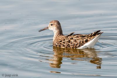 Ruff - Kemphaan - Calidris pugnax