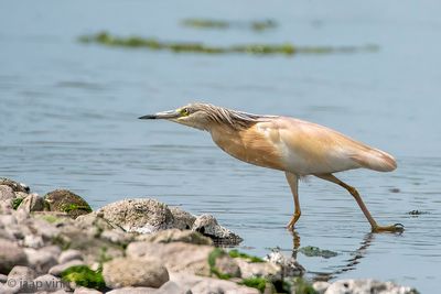 Squacco Heron - Ralreiger - Ardeola ralloides