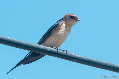 Red-rumped Swallow - Roodstuitzwaluw - Cecropis daurica