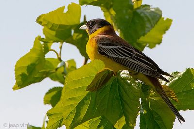 Black-headed Bunting - Zwartkopgors - Emberiza melanocephala