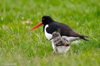 Eurasian Oystercatcher - Scholekster - Haematopus ostralegus