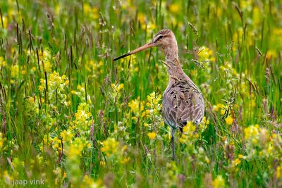 Black-tailed Godwit - Grutto - Limosa limosa