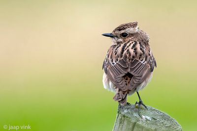 Whinchat - Paapje - Saxicola rubetra