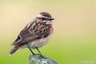 Whinchat - Paapje - Saxicola rubetra