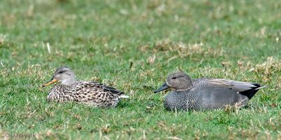 Gadwall - Krakeend - Mareca strepera