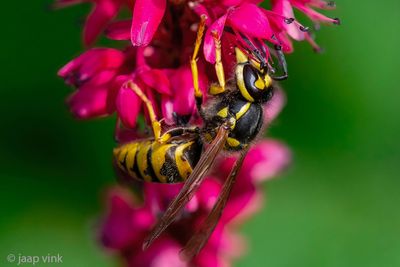 German Wasp - Duitse Wesp - Vespula germanica