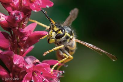 German Wasp - Duitse Wesp - Vespula germanica