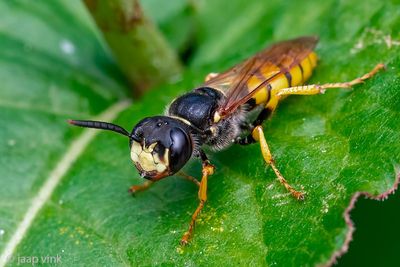 European Beewolf - Bijenwolf - Philanthus triangulum