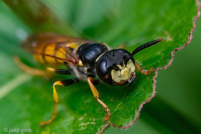 European Beewolf - Bijenwolf - Philanthus triangulum