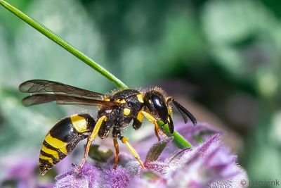 Ancistrocerus nigricornis - Muurwesp