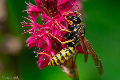 European Paper Wasp - Franse Veldwesp - Polistes dominula