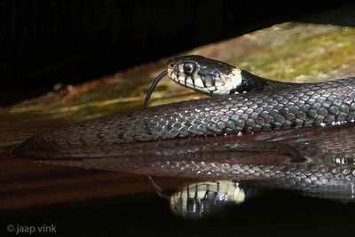 Barred Grass Snake - Ringslang - Natrix helvetica