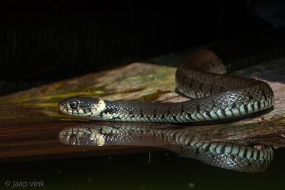 Barred Grass Snake - Ringslang - Natrix helvetica