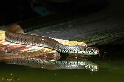Barred Grass Snake - Ringslang - Natrix helvetica