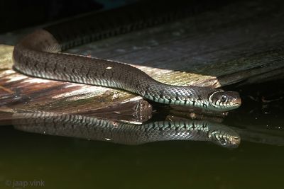Barred Grass Snake - Ringslang - Natrix helvetica