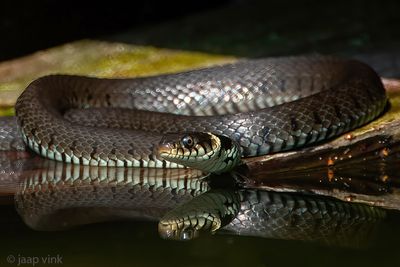 Barred Grass Snake - Ringslang - Natrix helvetica